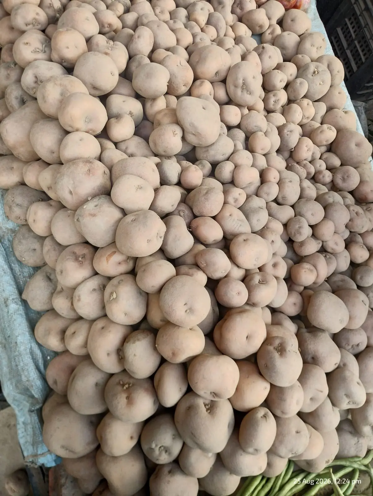 FRESH PATOTA AALU