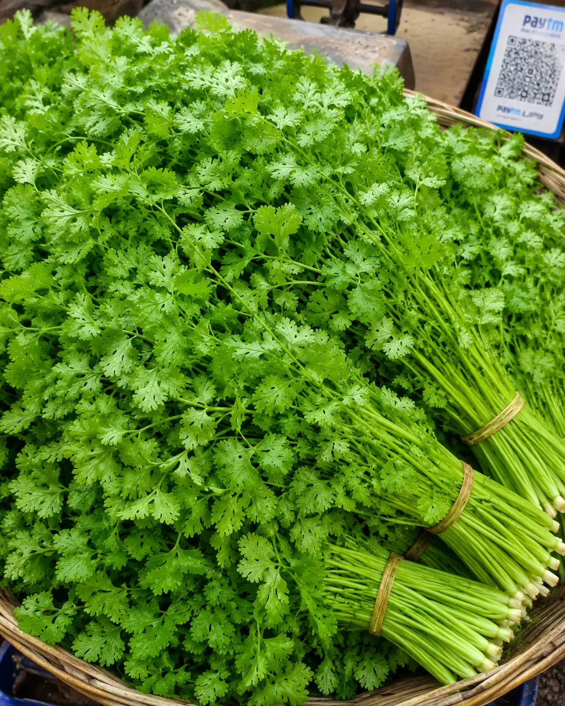 FRESH DHANIYA